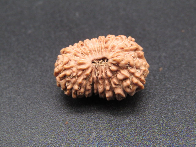 18 Mukhi Indonesia Natural Rudraksha 18.46 mm Rudraksha Report No. RDQ0044337