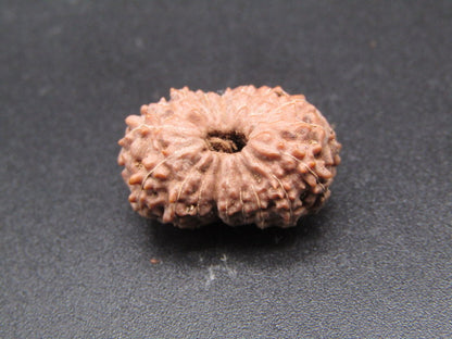18 Mukhi Indonesia Natural Rudraksha 20.12 mm Rudraksha Report No. RDQ0044338