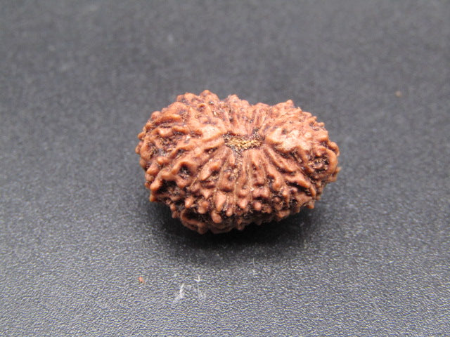 18 Mukhi Indonesia Natural Rudraksha 18.23 mm Rudraksha Report No. RDQ0044339