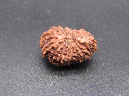 18 Mukhi Indonesia Natural Rudraksha 18.23 mm Rudraksha Report No. RDQ0044339