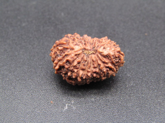 18 Mukhi Indonesia Natural Rudraksha 18.23 mm Rudraksha Report No. RDQ0044339