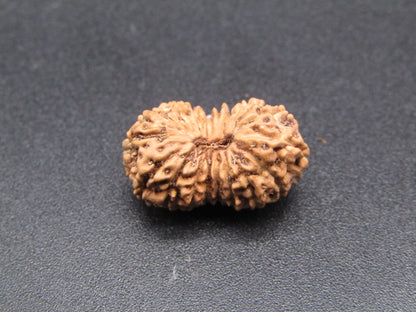 18 Mukhi Indonesia Natural Rudraksha 17.66 mm Rudraksha Report No. RDQ0044340