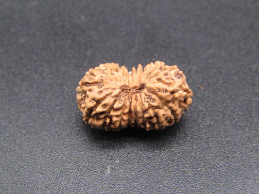 18 Mukhi Indonesia Natural Rudraksha 17.66 mm Rudraksha Report No. RDQ0044340