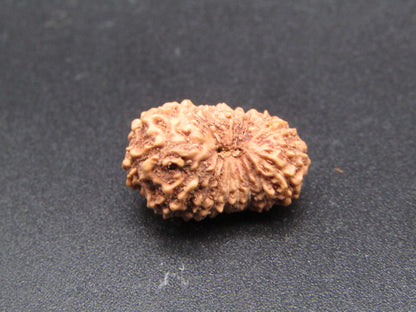 18 Mukhi Indonesia Natural Rudraksha 18.13 mm Rudraksha Report No. RDQ0044341
