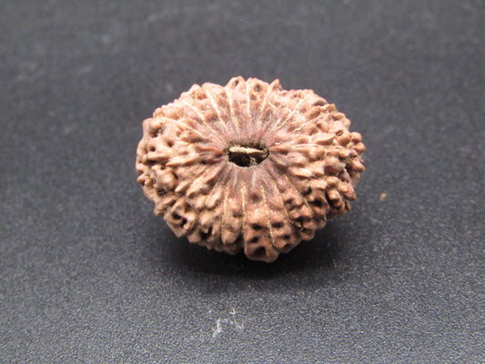18 Mukhi Indonesia Natural Rudraksha 20.40 mm Rudraksha Report No. RDQ0044342