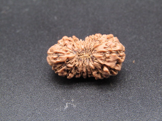 18 Mukhi Indonesia Natural Rudraksha 19.31 mm Rudraksha Report No. RDQ0044343