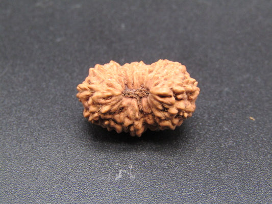 18 Mukhi Indonesia Natural Rudraksha 18.30 mm Rudraksha Report No. RDQ0044344