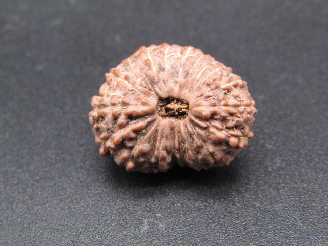 18 Mukhi Indonesia Natural Rudraksha 19.30 mm Rudraksha Report No. RDQ0044345