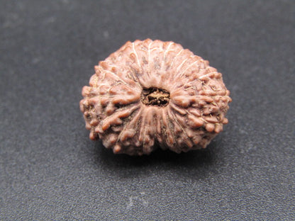 18 Mukhi Indonesia Natural Rudraksha 19.30 mm Rudraksha Report No. RDQ0044345