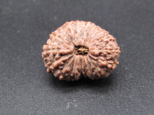18 Mukhi Indonesia Natural Rudraksha 19.30 mm Rudraksha Report No. RDQ0044345