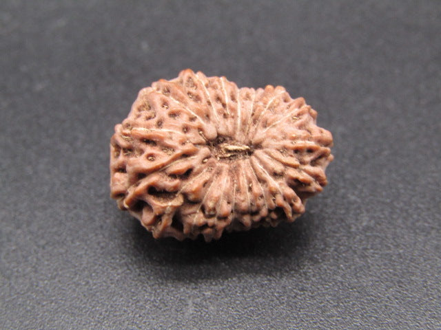 18 Mukhi Indonesia Natural Rudraksha 19.40 mm Rudraksha Report No. RDQ0044346