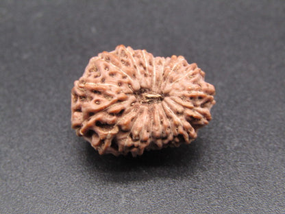 18 Mukhi Indonesia Natural Rudraksha 19.40 mm Rudraksha Report No. RDQ0044346