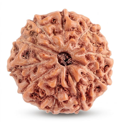 10 Mukhi Rudraksha, origin Indonesia (Java)
