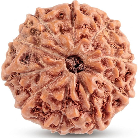 10 Mukhi Rudraksha – Indonesia (Java)