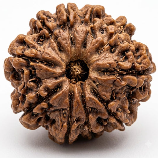 10 Mukhi Rudraksha – Nepal