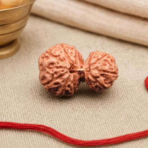11 Mukhi Gauri Shankar Indonesia Natural Rudraksha 22.71 mm Rudraksha Report No. RDQ0044415