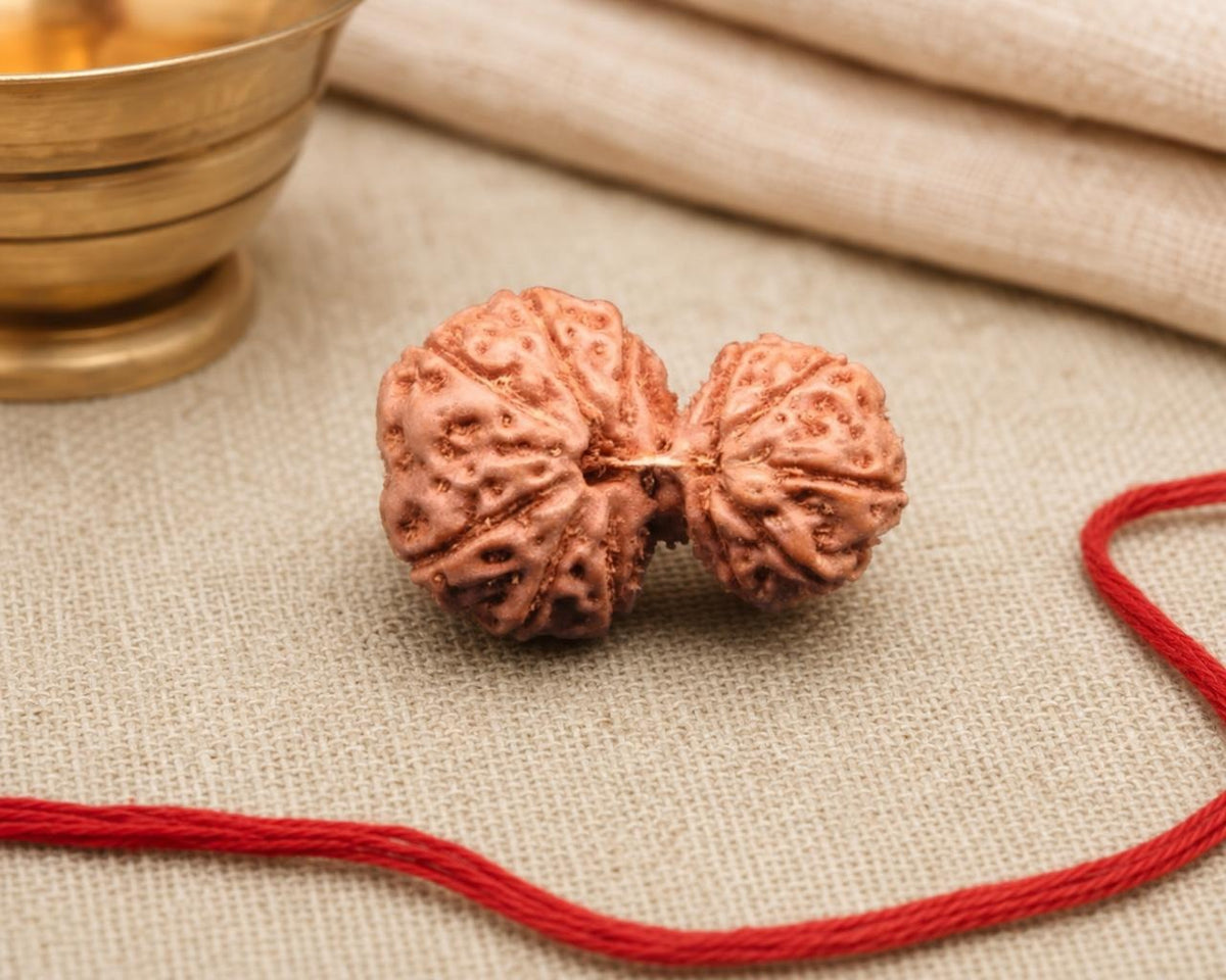 Natural 11 Mukhi Gauri Shankar rudraksha bead with detailed split face carving and red thread