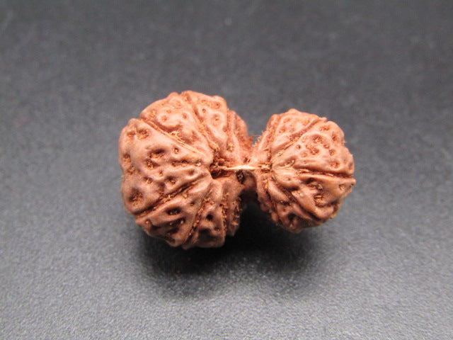 Natural 11 Mukhi Gauri Shankar Indonesia rudraksha bead shown on dark background close-up