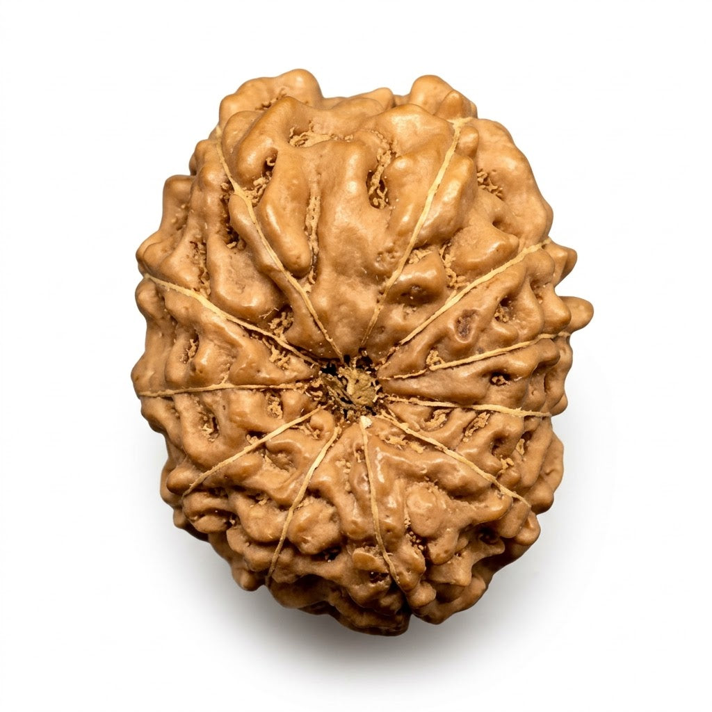11 Mukhi Rudraksha – Indonesia (Java)
