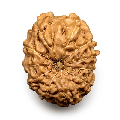 11 Mukhi Rudraksha, origin Indonesia (Java)