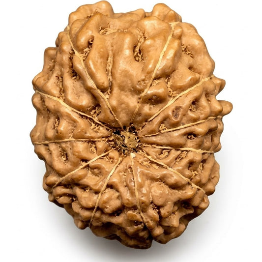 11 Mukhi Rudraksha – Indonesia (Java)