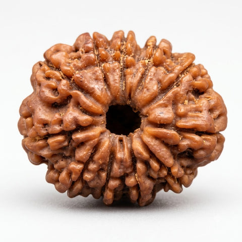 11 Mukhi Rudraksha — Nepal