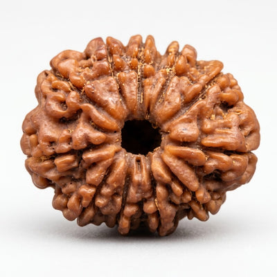 11 Mukhi Rudraksha, origin Nepal