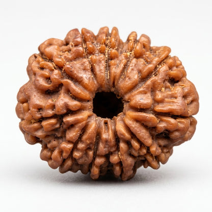 11 Mukhi Rudraksha – Nepal