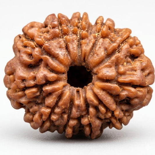 11 Mukhi Rudraksha – Nepal