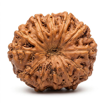 12 Mukhi Rudraksha – Indonesia (Java)