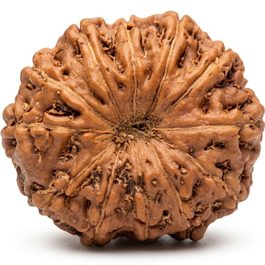 12 Mukhi Rudraksha – Indonesia (Java)
