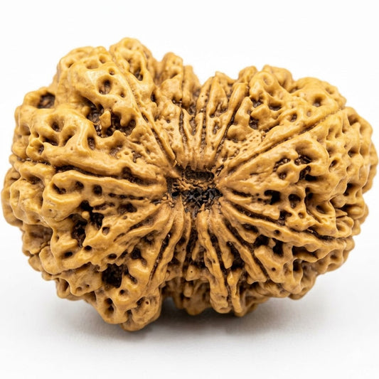 12 Mukhi Rudraksha – Nepal