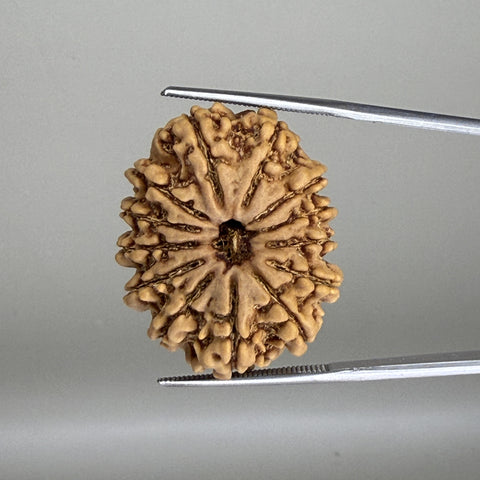 13 Mukhi Nepal Rudraksha 27.80mm RDGJ622590
