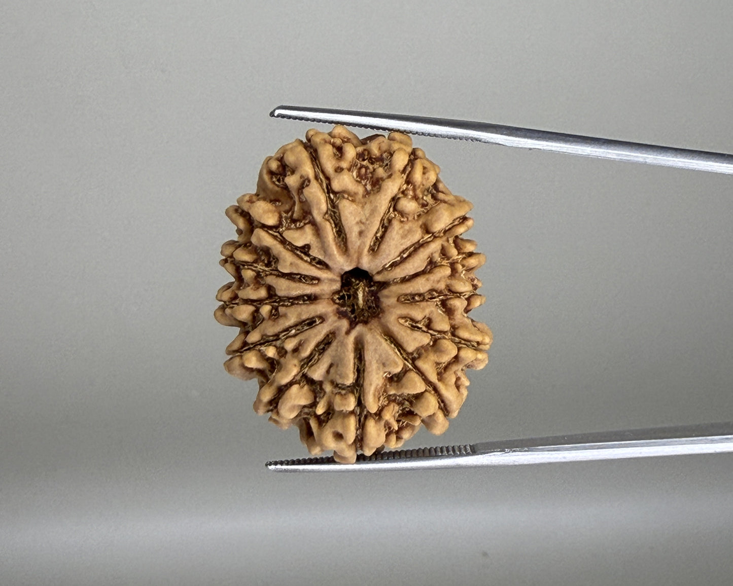 Brown 13 Mukhi Nepal rudraksha bead with carved ridges, close-up on a silver tray