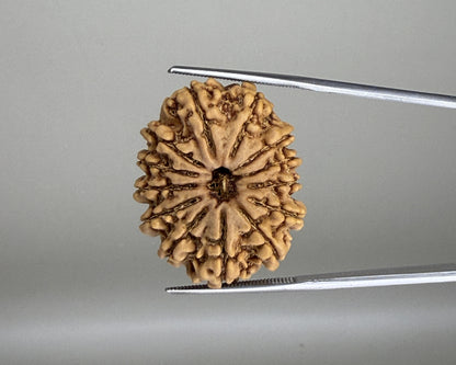 13 Mukhi Nepal Rudraksha 27.80mm RDGJ622590 product video 1