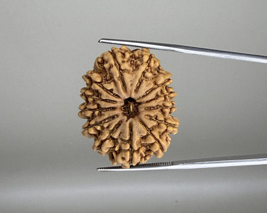 Brown 13 Mukhi Nepal rudraksha bead with carved ridges, close-up on a silver tray