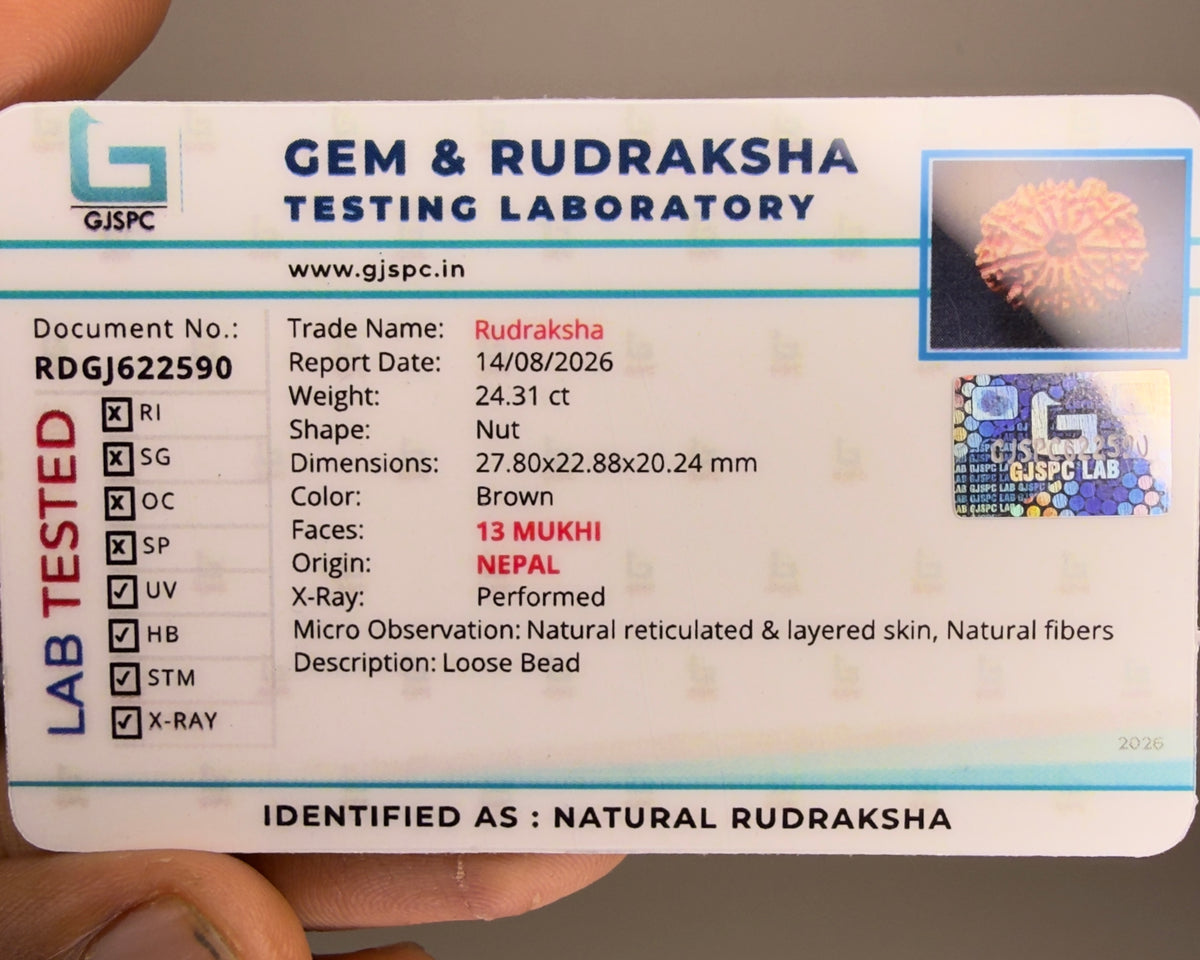Certification label for 13 Mukhi Nepal rudraksha with RDGJ622590 text and photo box