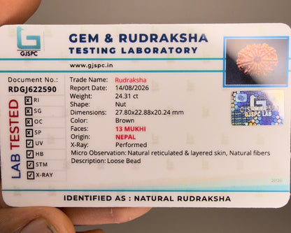 Certification label for 13 Mukhi Nepal rudraksha with RDGJ622590 text and photo box