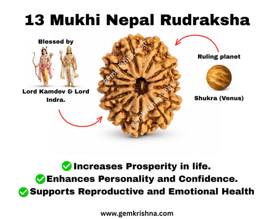 13 Mukhi Nepal rudraksha bead displayed on a labeled promotional graphic