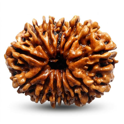 13 Mukhi Rudraksha, origin Indonesia (Java)