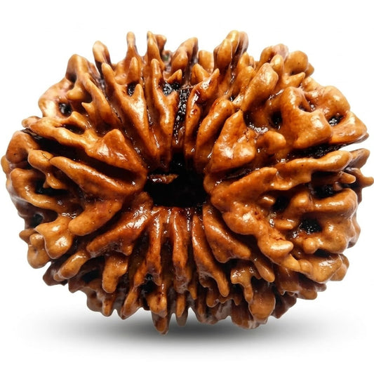 13 Mukhi Rudraksha – Indonesia (Java)