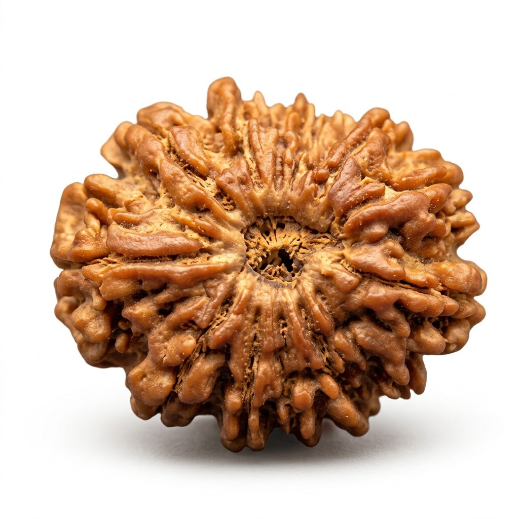 13 Mukhi Rudraksha – Nepal
