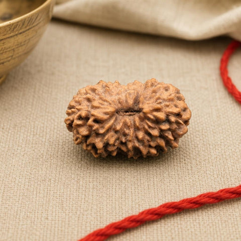 14 Mukhi Indonesia Natural Rudraksha 18.13 mm Rudraksha Report No. RDQ0044305