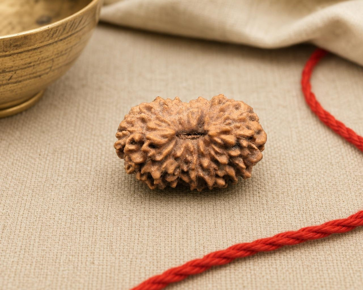 14 Mukhi natural rudraksha bead with textured carved segments on beige fabric and red string