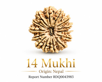 Natural 14 Mukhi Nepal rudraksha bead front with label text showing origin Nepal