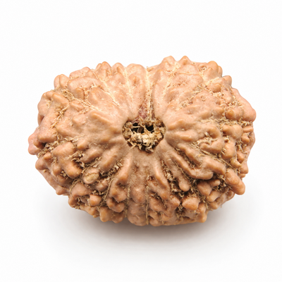 14 Mukhi Rudraksha, origin Indonesia (Java)