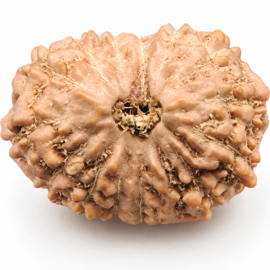 14 Mukhi Rudraksha – Indonesia (Java)