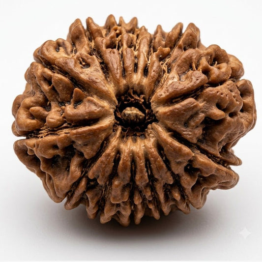 14 Mukhi Rudraksha – Nepal