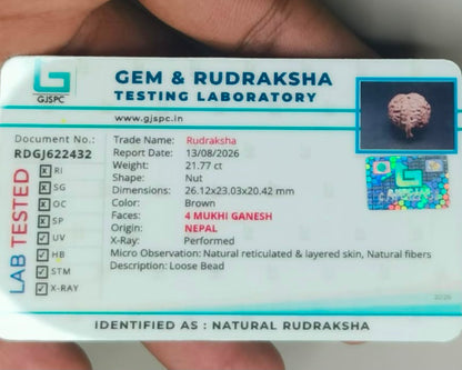Natural 4 Mukhi Ganesh Rudraksha – 21.77 Carat, Nepal – RDGJ622432 | Gemkrishna