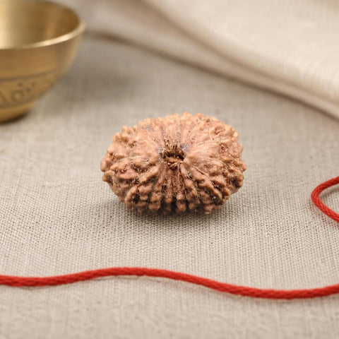 15 Mukhi Indonesia Natural Rudraksha 17.21 mm Rudraksha Report No. RDQ0044292
